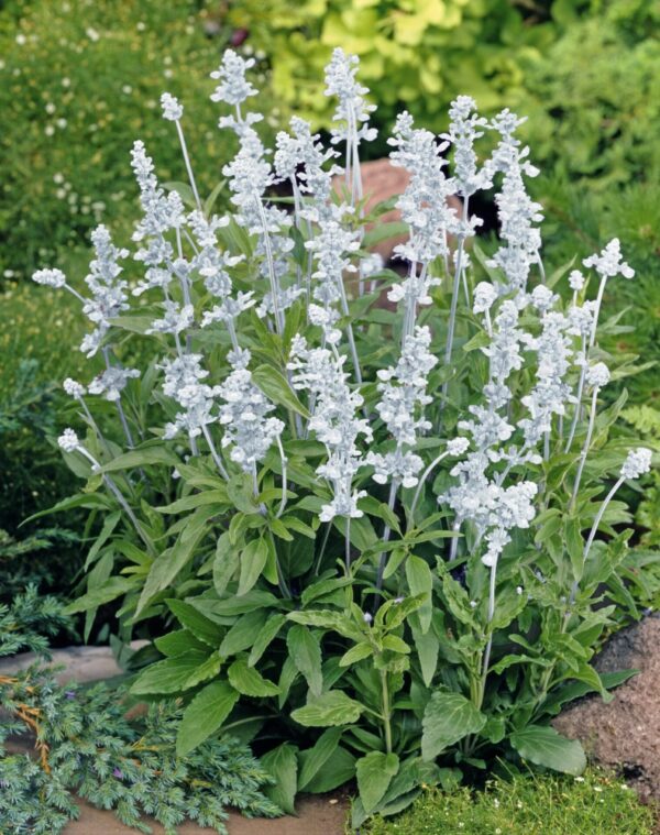Salvia farinacea Evolution® White - Imagen 2