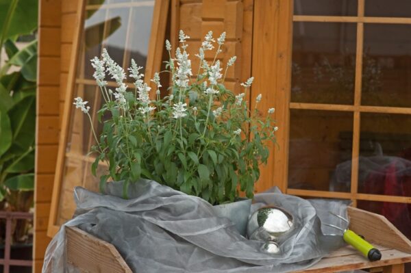 Salvia farinacea Evolution® White - Imagen 5