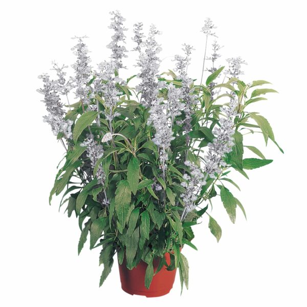 Salvia farinacea Evolution® Blanca