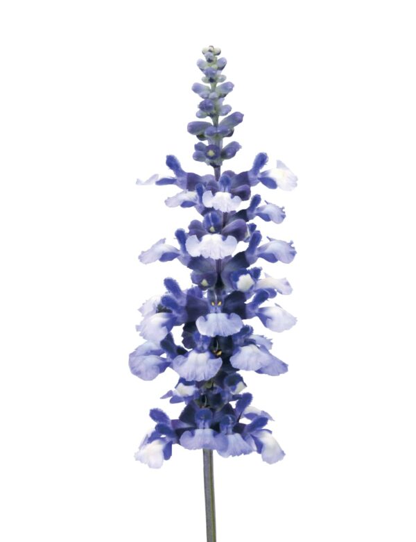Salvia farinacea Fairy Queen - Afbeelding 5