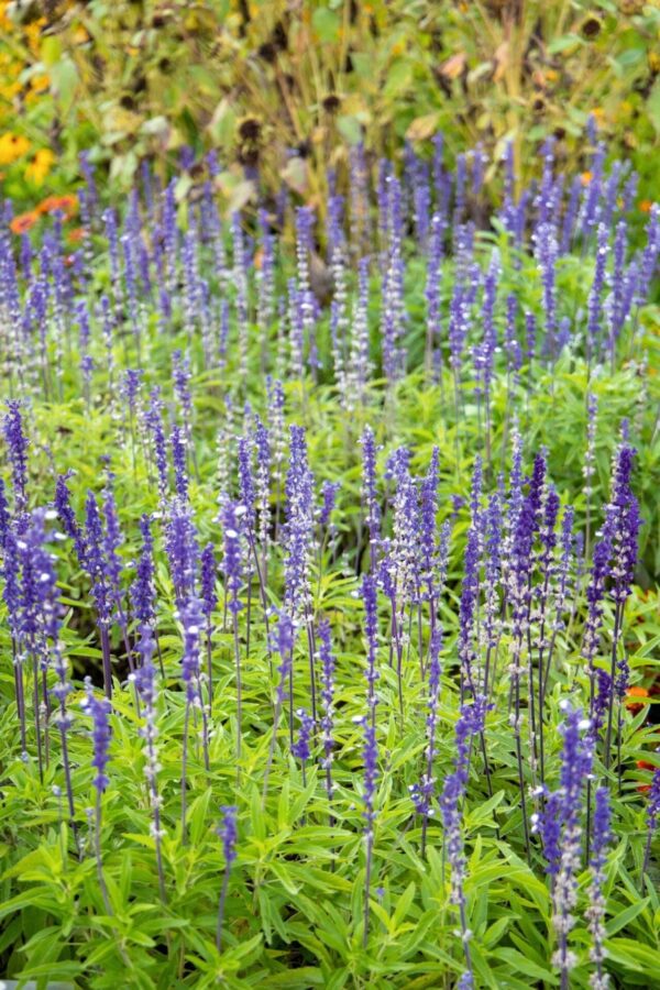 Salvia farinacea Fairy Queen - Afbeelding 3