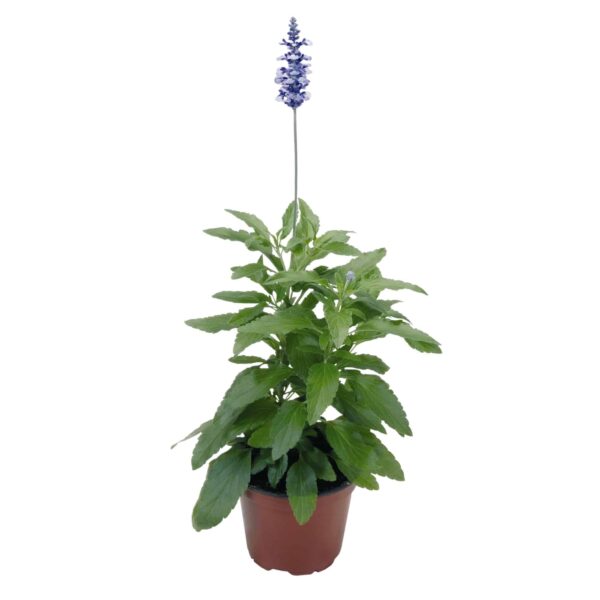 Salvia farinacea Fairy Queen - Afbeelding 2