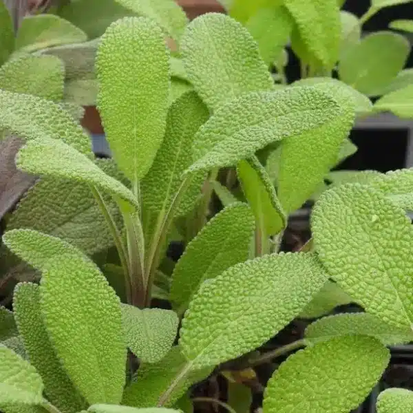 Salvia officinalis (Sage)