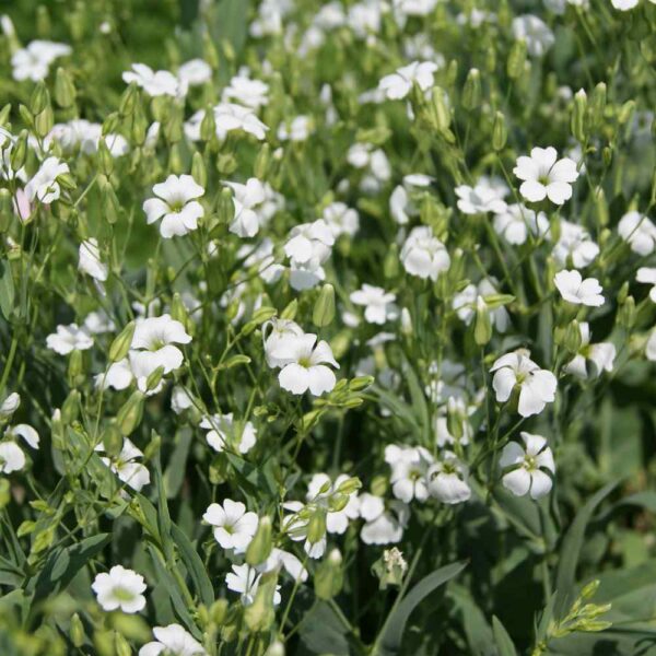 Saponaria (Vaccaria) hispanica White Beauty - Image 2