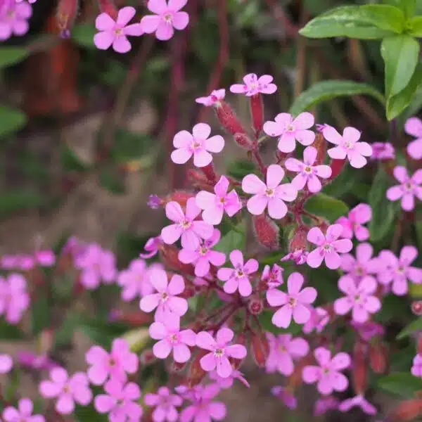 Saponaria ocymoides - Afbeelding 2