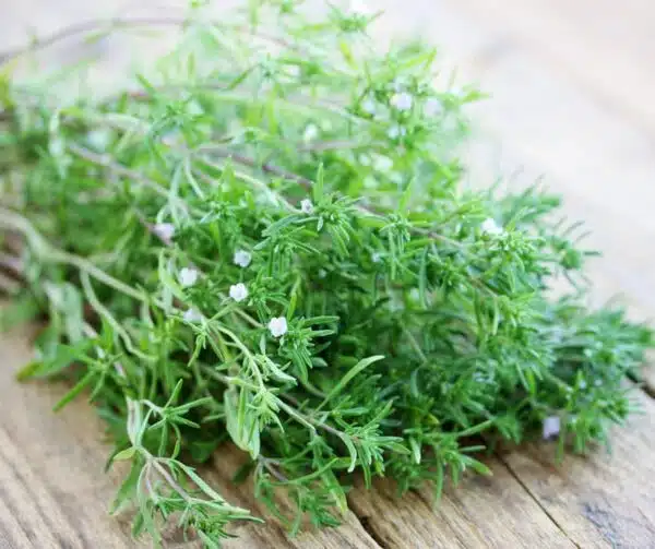 Satureja hortensis (Summer savory) Pikanta