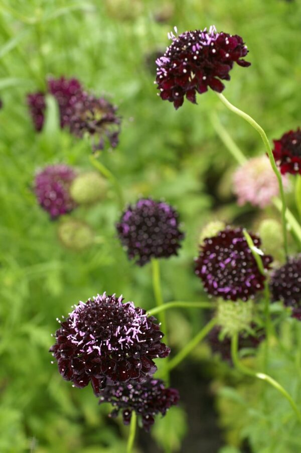 Scabiosa atropurpurea QIS® Black Purple - Image 3