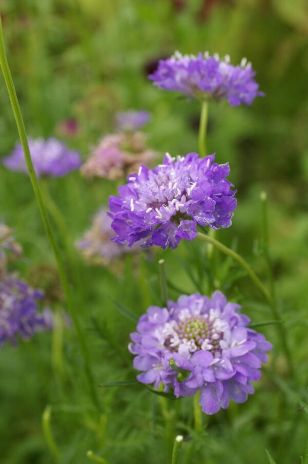 Scabiosa atropurpurea QIS® Dark Blue