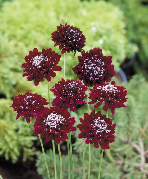 Scabiosa atropurpurea QIS® Deep Red