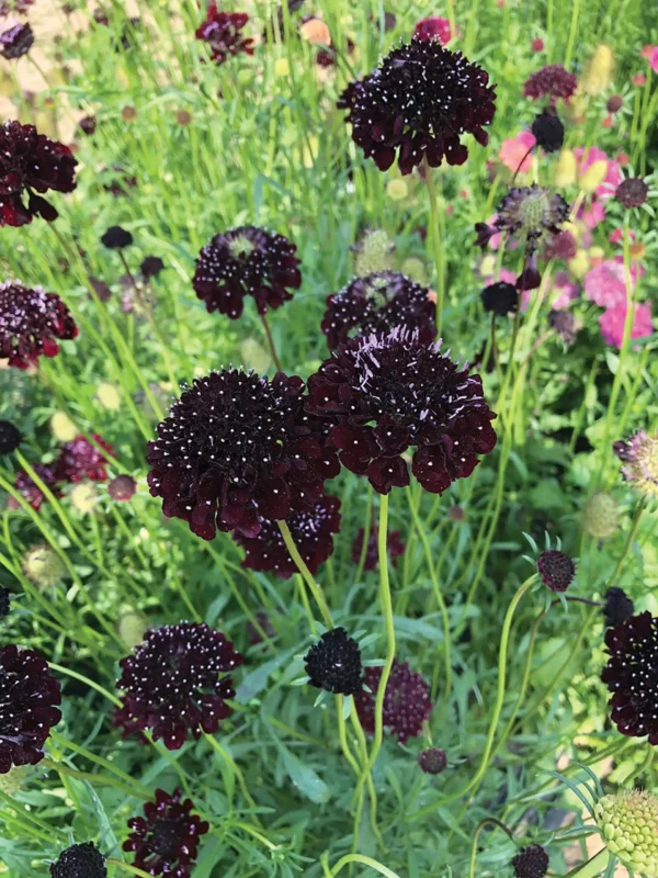 Scabiosa atropurpurea QIS® Black Purple