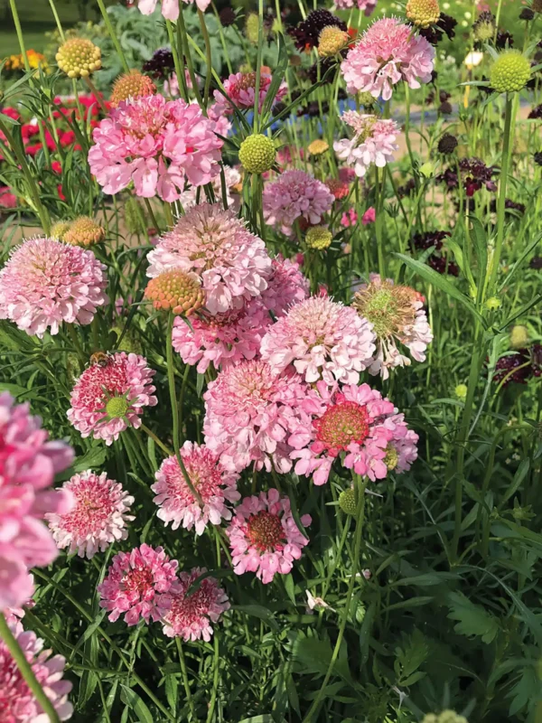 Scabiosa atropurpurea QIS® Salmon Pink