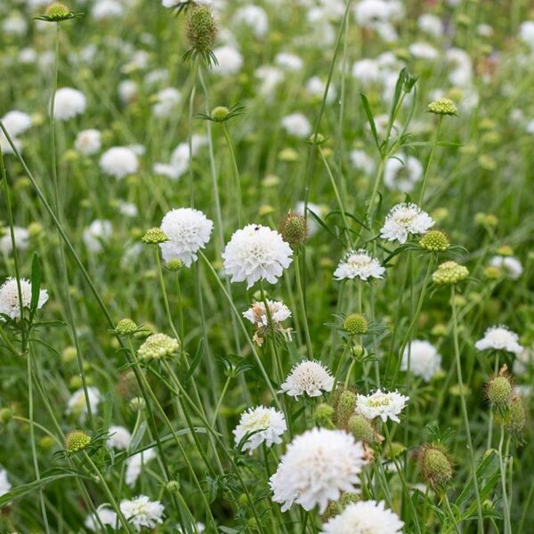 Scabiosa atropurpurea QIS® White