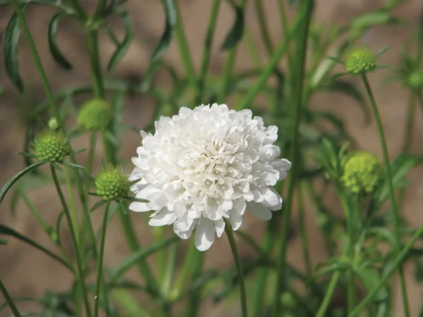 Scabiosa atropurpurea QIS® White - Afbeelding 2