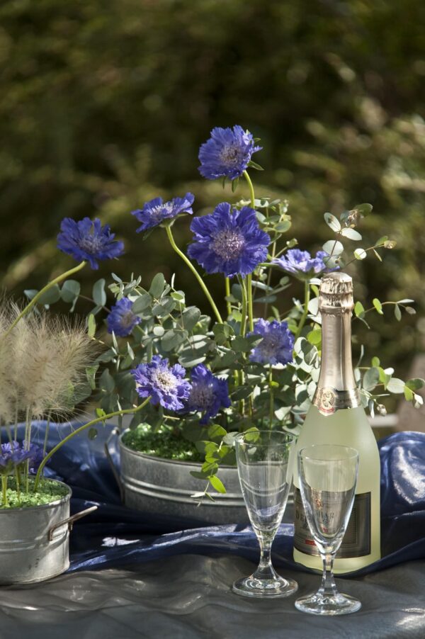 Scabiosa caucasica Fama® Deep Blue - Afbeelding 4