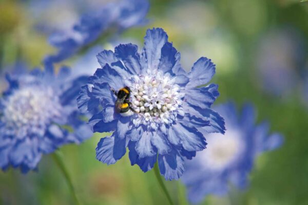 Scabiosa caucasica Fama® Deep Blue