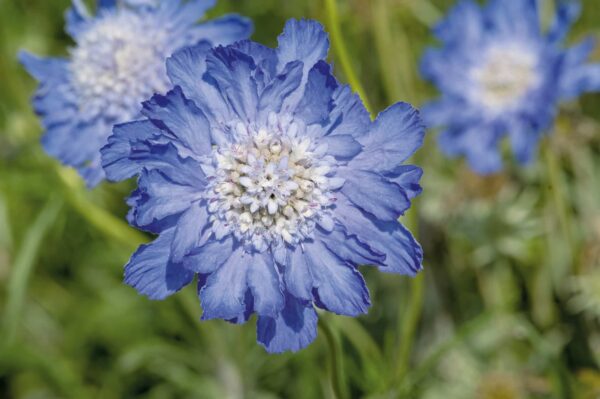 Scabiosa caucasica Fama® Deep Blue - Afbeelding 5