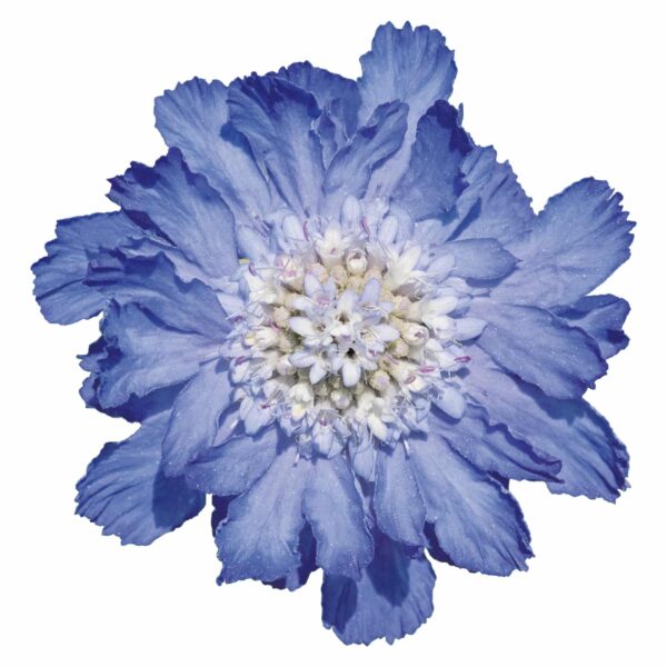 Scabiosa caucasica Fama® Deep Blue - Afbeelding 2