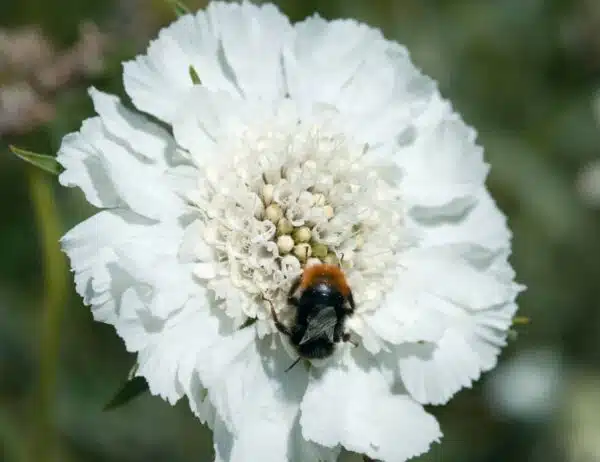Scabiosa caucasica Perfecta Alba