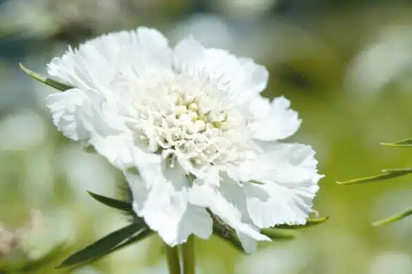 Scabiosa caucasica Perfecta Alba - Afbeelding 2