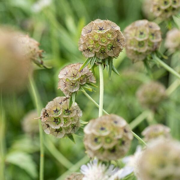 Scabiosa stellata Drumstick - Afbeelding 4
