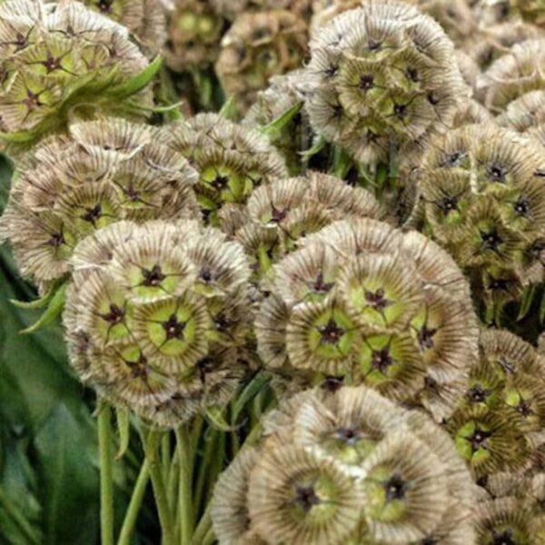 Scabiosa stellata Drumstick - Afbeelding 2