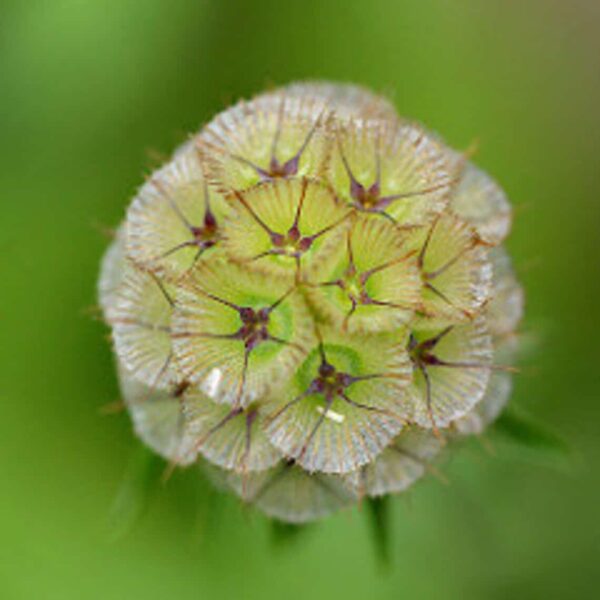 Scabiosa stellata Drumstick