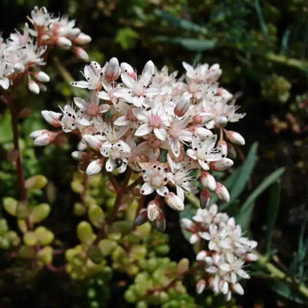 Sedum album