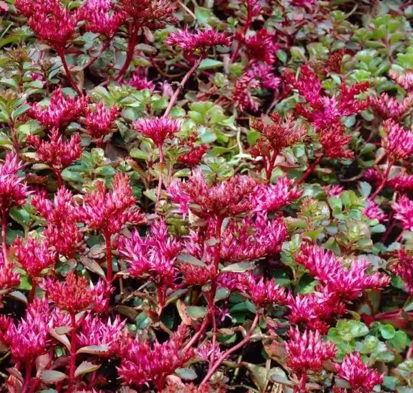 Sedum spurium Purple Carpet