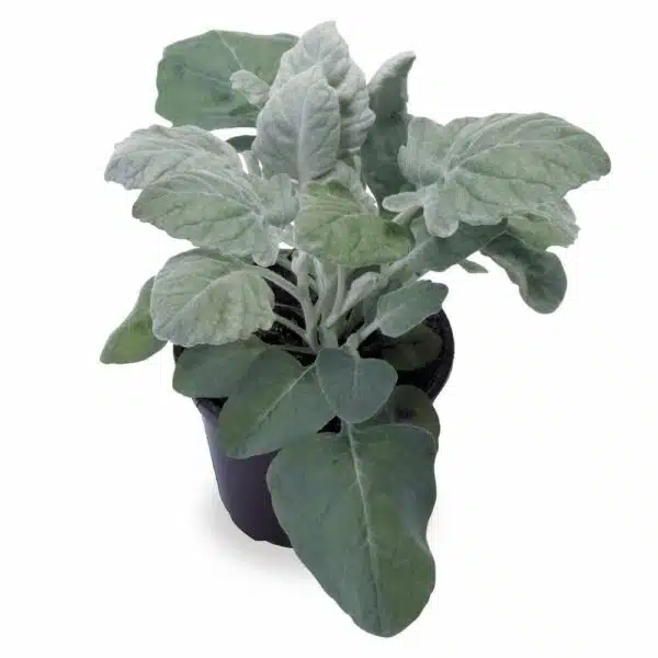 Новы выгляд Senecio cineraria (C. maritima)