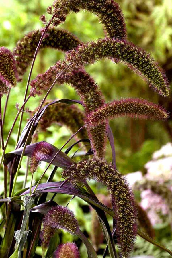 Setaria italica Red Jewel BIO