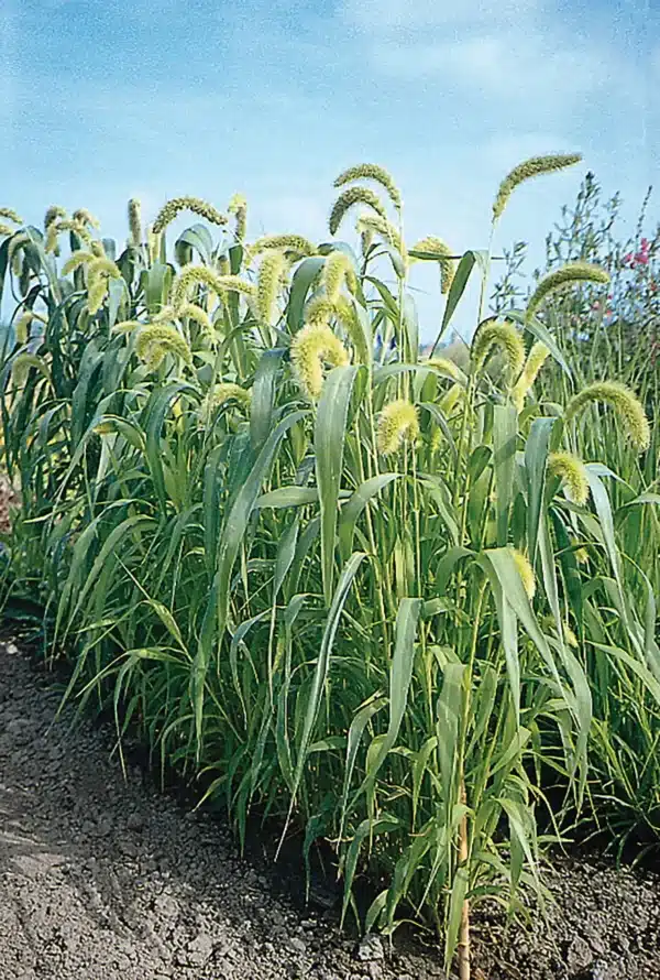 Setaria italica macrochaeta - Afbeelding 2