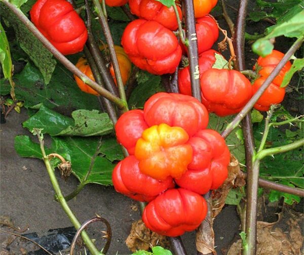 Solanum aethiopicum Principe arancione