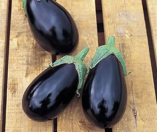 Solanum melongena (Eggplant) Bonica F1