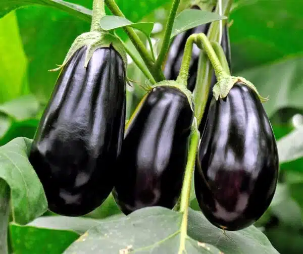 Solanum melongena (Eggplant) Galine F1 - Afbeelding 2