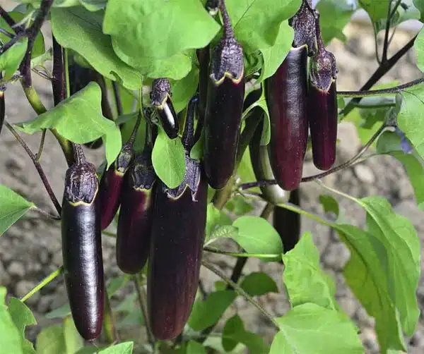 Solanum melongena (Melanzana) Gobi