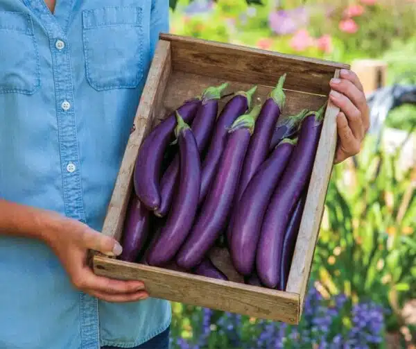 Solanum melongena (Melanzana) Violet Knight F1 - Immagine 3