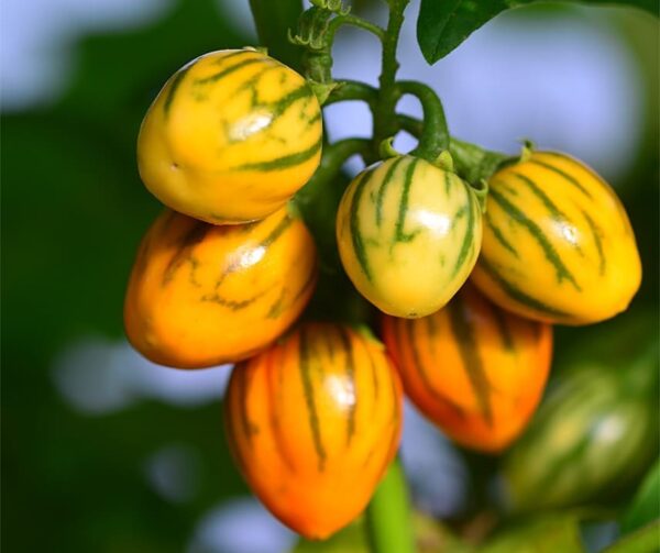 Solanum melongena Паласатая сукенка