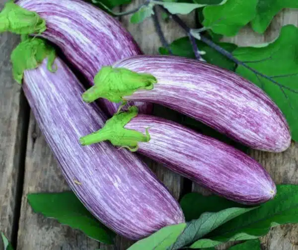 Solanum melongena (Melanzana) Tsakoniki - Immagine 2