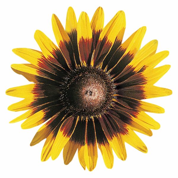Rudbeckia hirta Sonora - Afbeelding 3