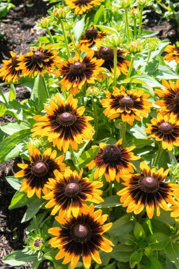 Rudbeckia hirta Sonora - Afbeelding 2