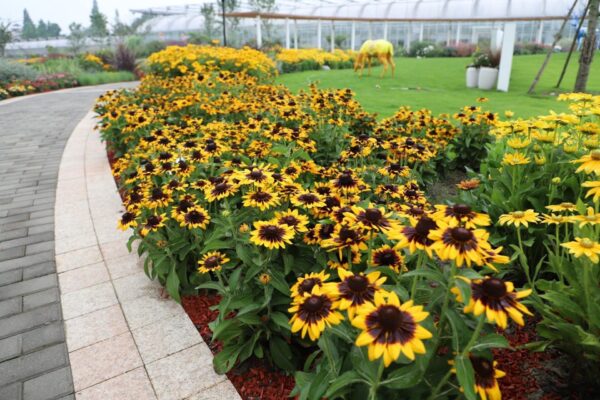 Rudbeckia hirta Sonora - Afbeelding 4