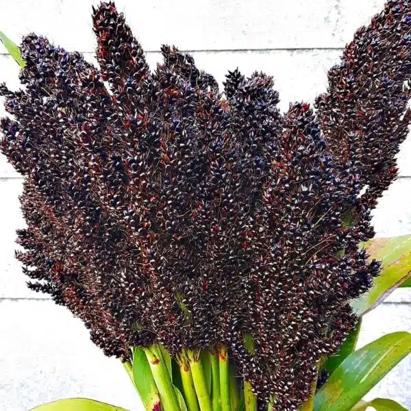 Sorghum nigrum - Afbeelding 3