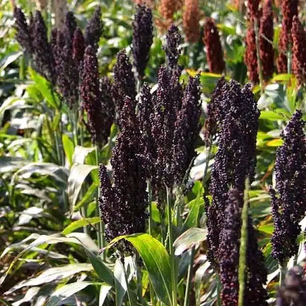 Sorghum nigrum