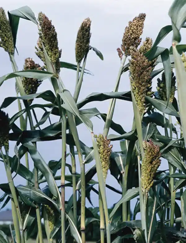 Sorghum nigrum - Afbeelding 2