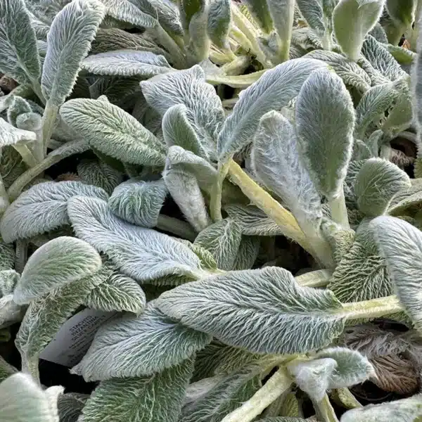 Stachys byzanthina (S. lanata, S. olympica)