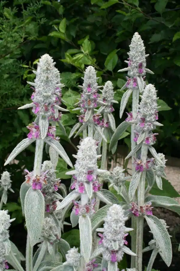 Stachys byzanthina (S. lanata, S. olympica) - Image 2