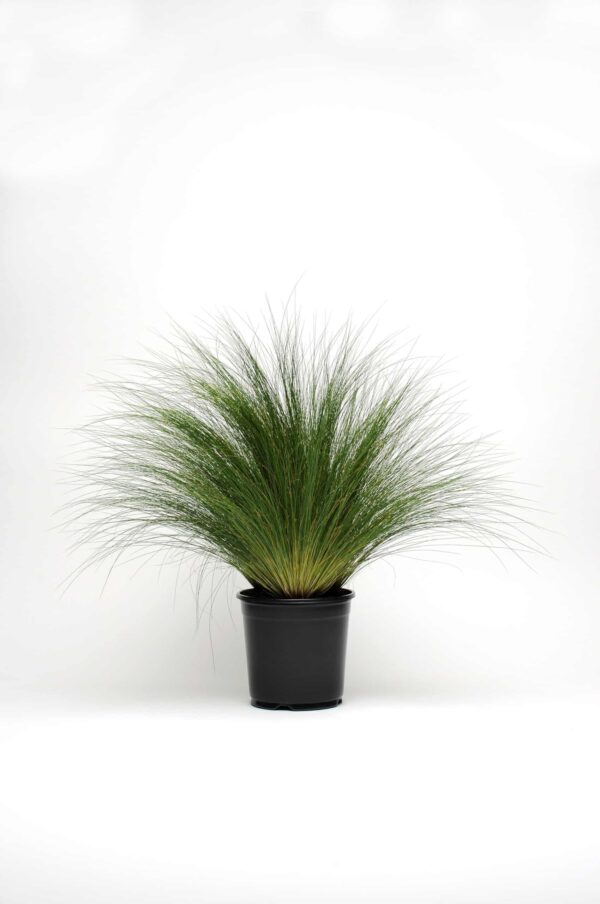 Stipa tenuissima Pony Tails - малюнак 3