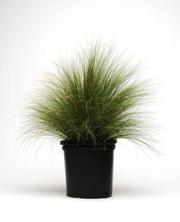 Stipa tenuissima Pony Tails - малюнак 2