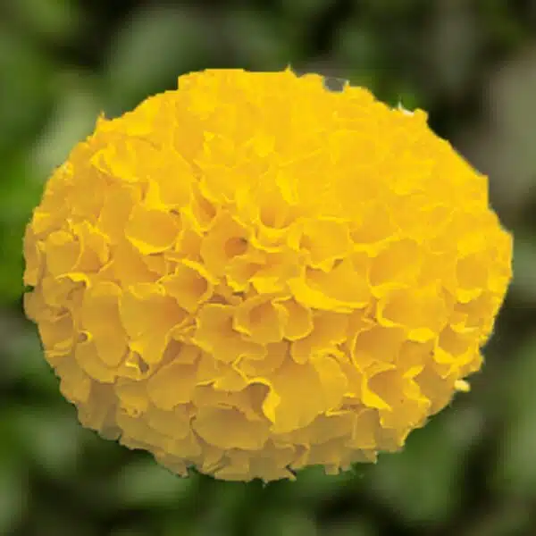 Tagetes erecta (Marigold) Antigua Gold - Afbeelding 3