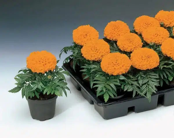 Tagetes erecta (Marigold) Antigua Orange - Afbeelding 2
